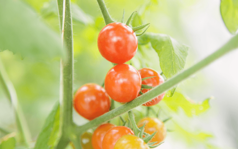 トマトの栄養 保存方法の豆知識 簡単に皮がむける方法も紹介 Gaspo ガスポ の生活情報